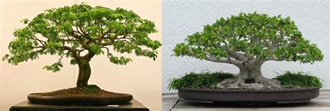 perbedaan bonsai asam jawa dibandingkan bonsai beringin