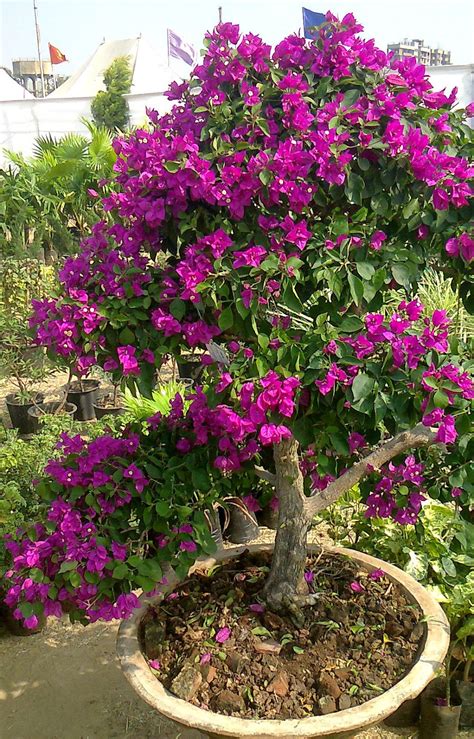 grow bougainvillea  cuttings green ahmedabad