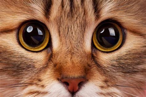 cats eyes    dangerous