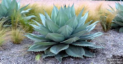 agave plants growing care     landscape  indoors
