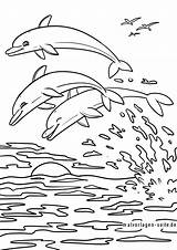 Delfine Malvorlage sketch template
