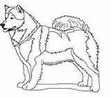 Malamute Alaskan Coloring Pages Dogs Sled Alaska Getcolorings Husky Getdrawings sketch template