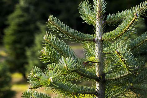 can ornamental fir trees thrive in ground planting