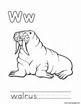 Coloring Walrus Alphabet Animal Pages Printable sketch template
