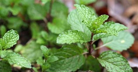 grow  mint plant  cuttings hometalk