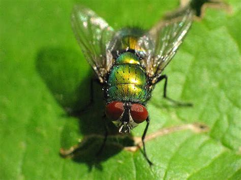 types  flies pictures  fly identification  green nature