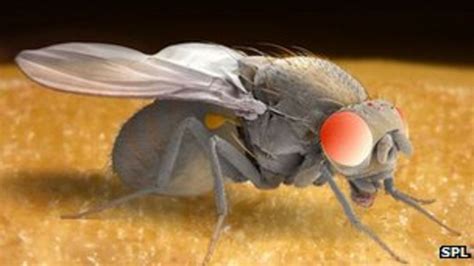 Sex Starved Fruit Flies Turn To Drink Bbc News