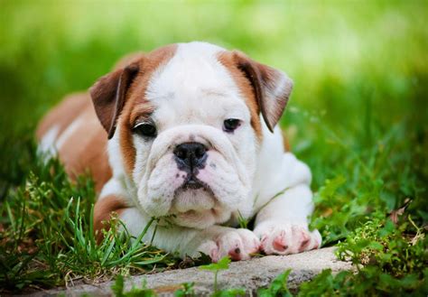 adorable   english bulldog puppy furry