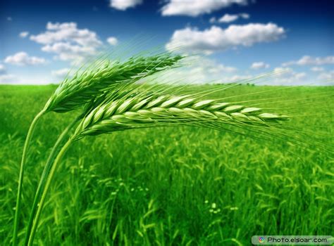 photo green wheat agriculture wheat summer