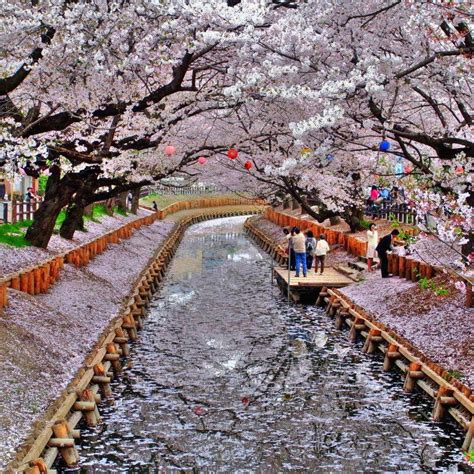 beissen gedanken cherry trees  kyoto japan