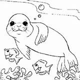 Pages Coloring Leopard Seal Getcolorings Seals sketch template