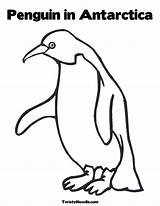 Coloring Penguin Antarctica Pages Kids Adelie Colouring Penguins Emperor Clipart Print Twistynoodle Ages Draw Library Clip Popular Coloringhome Comments sketch template