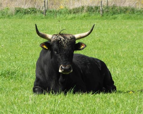 aurochs cattle resembling  aurochs cattle bull horns animals