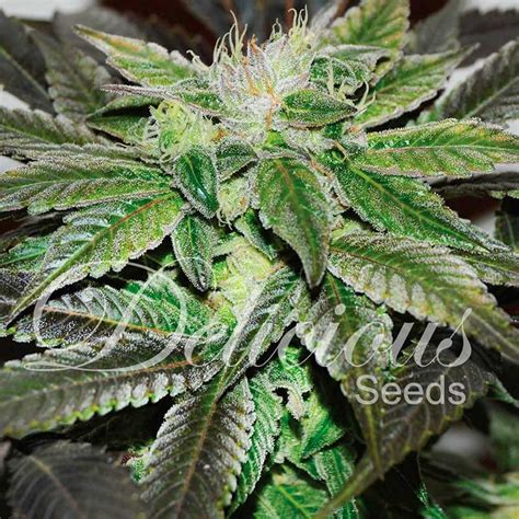 sugar candy delicious seeds freedom seeds