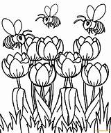 Spring Pages Tulip Coloring Color Beautiful Print sketch template