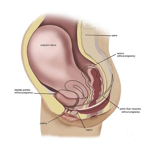 sagittal view of pregnant uterus digital art by trifocal communications