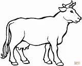 Cow Sapi Mewarnai Kuh Hewan Sketsa Gado Krowa Kurban Boi Euter Cows Herd Mucche Kambing Mucca Koleksi Tiere Lembu Malvorlage sketch template
