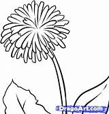 Dandelion Coloring Drawing Pages Dandelions Draw Getdrawings Drawings Flower Line Getcolorings Color Printable Step Flowers Prints Blowing Choose Board Dragoart sketch template