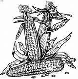 Corn Coloring Indian Pages Colouring Print Color Popular Clipart Library sketch template
