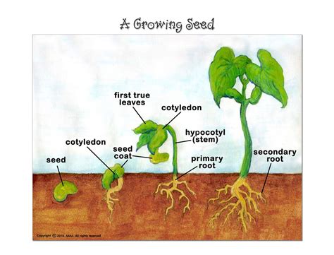 diagram apple seed diagram full version hd quality seed diagram eteachingplusde