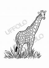 Savana Africani Giraffa Stampare Uffolo Hidden sketch template
