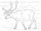 Coloring Reindeer Pages Svalbard Norway Printable Animals Deers Realistic Categories Color Arctic sketch template