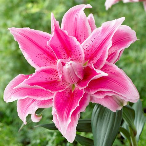 bright pink oriental lily bulbs  sale roselily isabella easy  grow bulbs