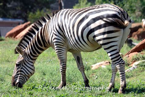 rare colored zebras hubpages