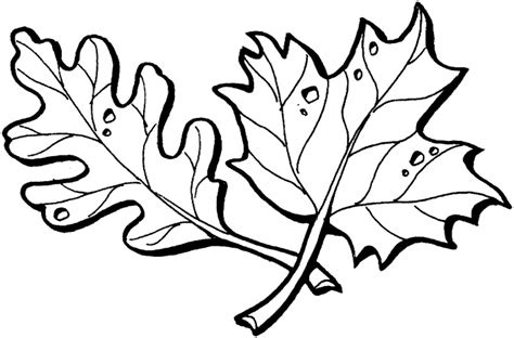 simple leaf outline clipart