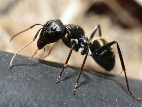signs  carpenter ants    rid  carpenter ants