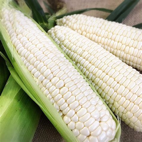 high quality grade  white cornmaizesouth africa price supplier food