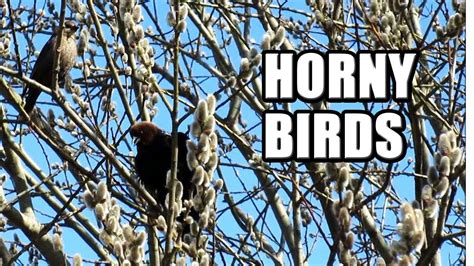 Horny Birds Vlog Youtube