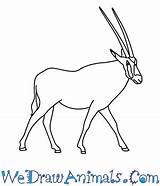 Oryx Draw Beisa Easy Tutorial Print sketch template