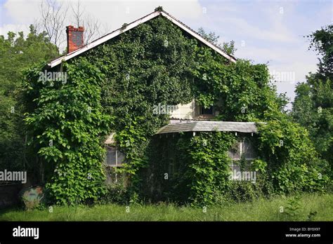 neglected house completely overgrown  weeds stock photo alamy