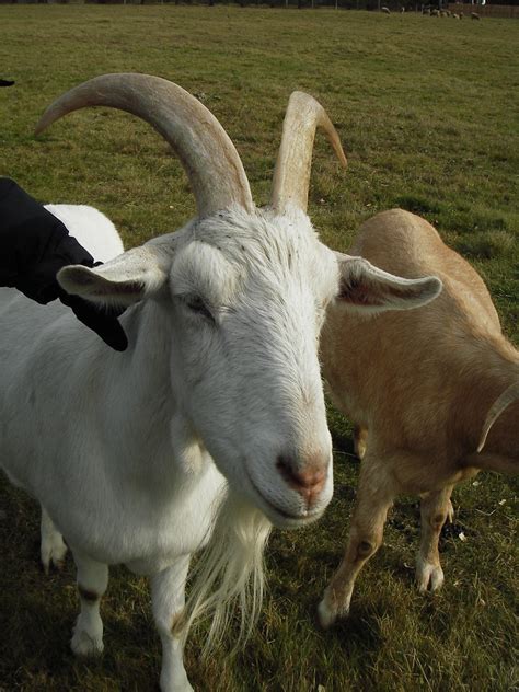 big goat pixelnaiad flickr