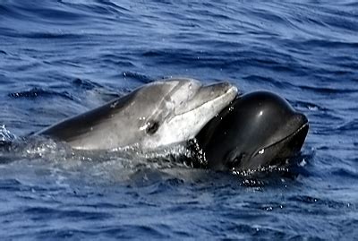 el rincon de abner delfines aerodinamicos  inteligentes