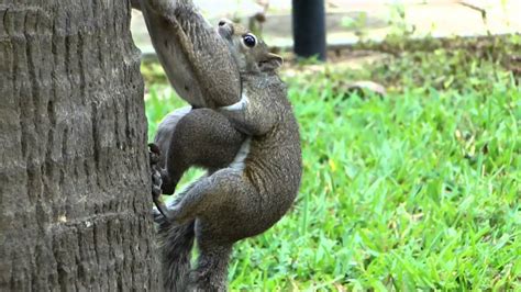 squirrels having sex pure nature youtube