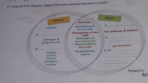 using the venn diagram compare the female and male reproductive system