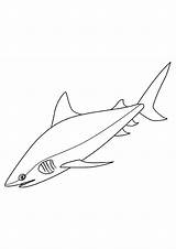 Coloringonly Shark sketch template