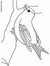 Colorat Goldfinch Passarinho Desene Planse Galho Papagali Copii Uccelli Pasari Desen Fise Pasare Colibri Pasarea sketch template