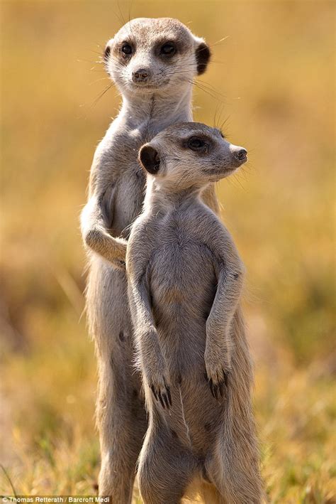 one day son all this will be yours meerkats survey their realm in scene straight out of the