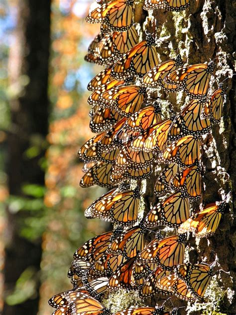 monarchs on tree trunk monarch butterfly butterfly