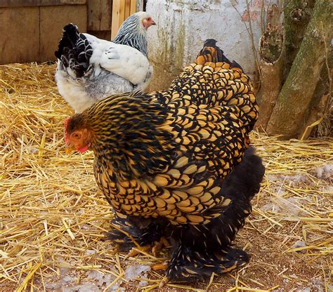 gold laced brahma  powell gold laced brahmas