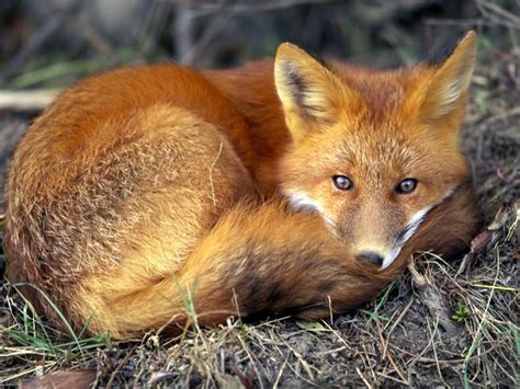 fox animal picture fun animals wiki  pictures stories