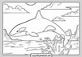 Coloring Orca sketch template