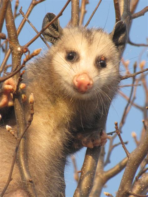 bellacrochet possum