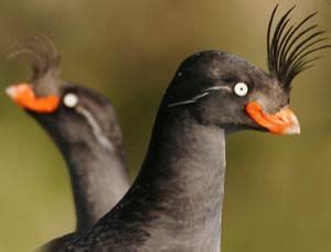 head feathers vogels