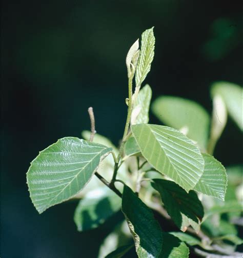 alnus acuminata kunth plants   world  kew science