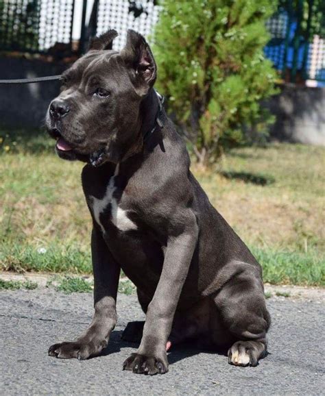 cropped cane corso dogs puppies  sale  uk protection dogs cane corso puppies cane