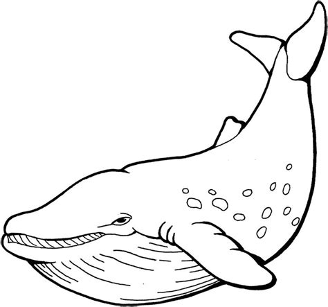 beluga whale coloring pages gallery whale coloring pages animal
